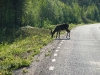 14. Dikke stront (4)